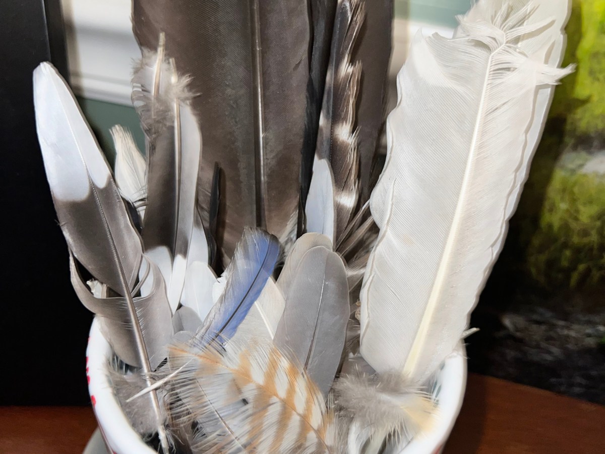 Pop, Pennies and Blue&nbsp;Feathers.